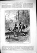 Original Old Antique Print 1882 Nature Fox Hunting Birds Poacher 19th