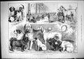 Old Antique Print 1882 Southern Counties Dog Show Maidstone Pets Animals 19th