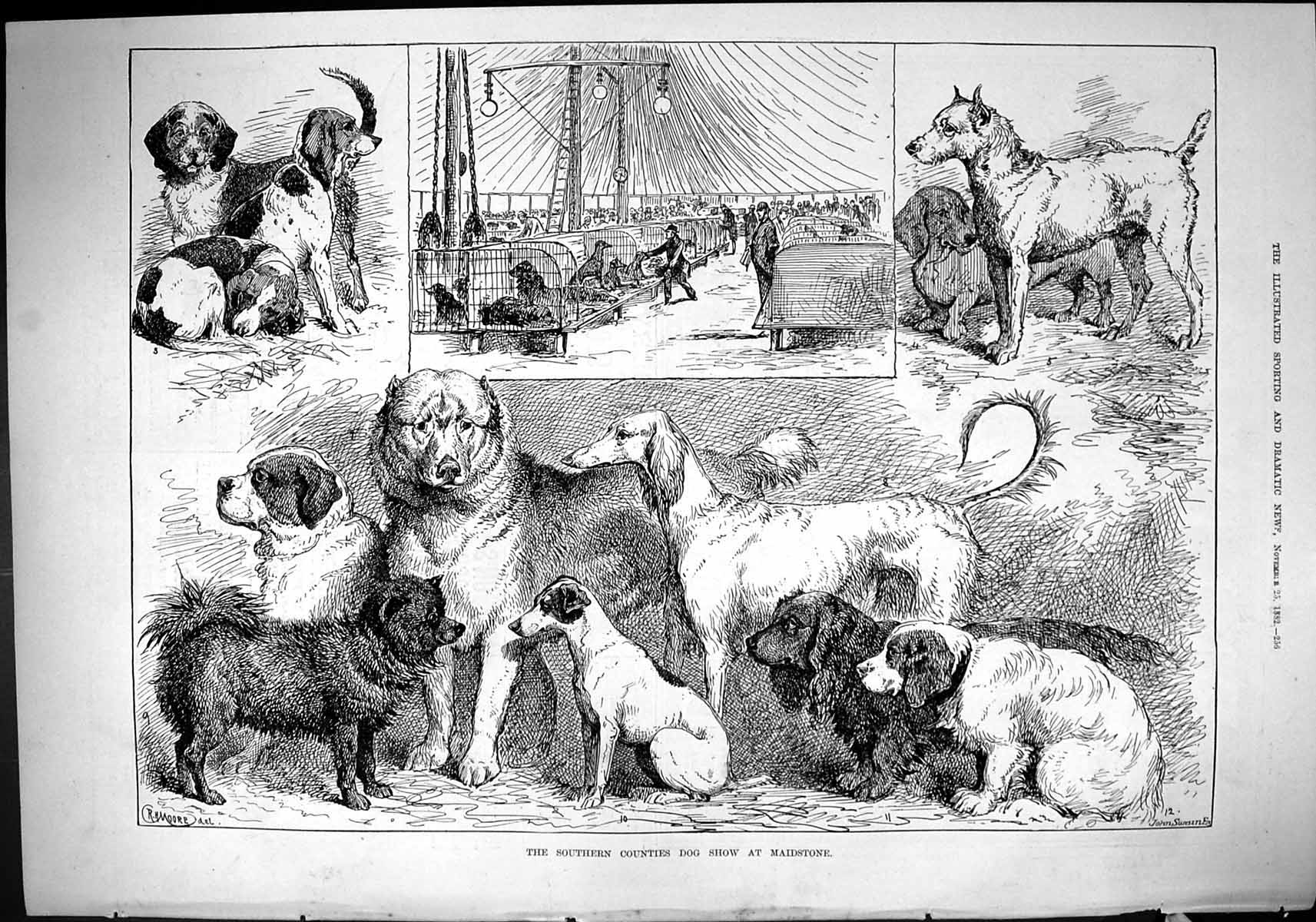 Old Antique Print 1882 Southern Counties Dog Show Maidstone Pets Animals 19th