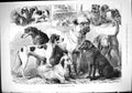 Original Old Antique Print 1882 Birmingham Dog Show Pets Animals Moore 19th