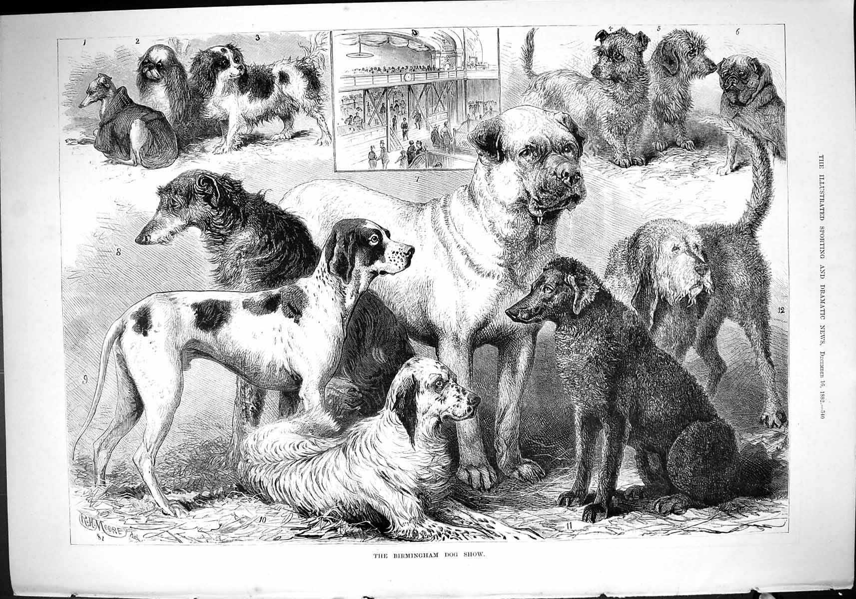 Original Old Antique Print 1882 Birmingham Dog Show Pets Animals Moore 19th