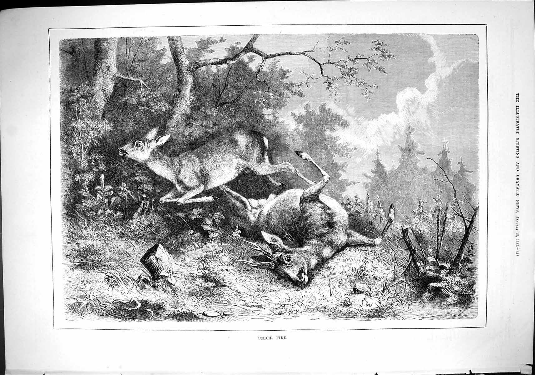 Original Old Antique Print Sport 1883 Deer Hunting Shooting Forest Victorian