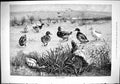 Old Antique Print 1883 Ugly Brush Fox Hunting Ducks Winter Scene Fine Art 19th