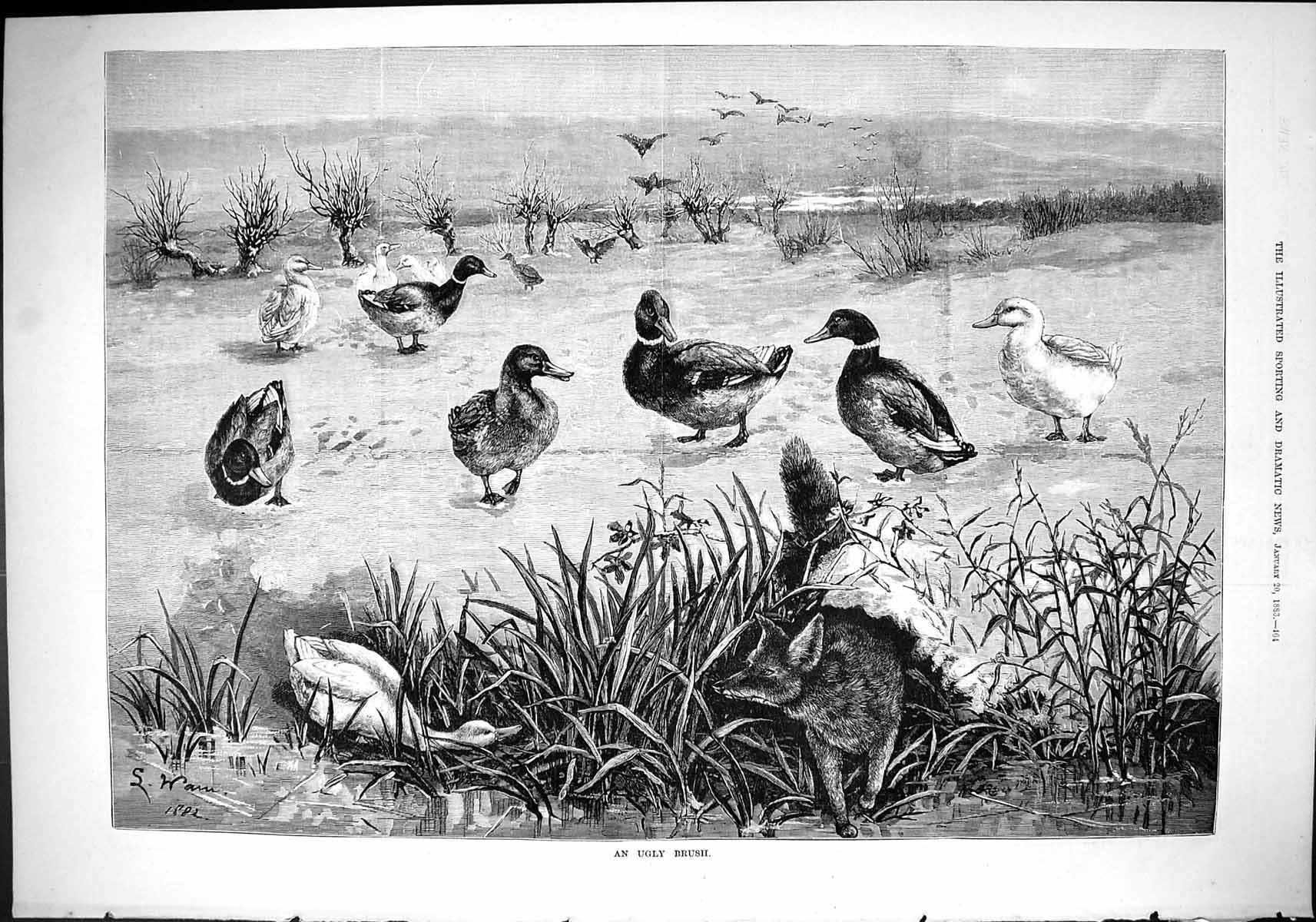 Old Antique Print 1883 Ugly Brush Fox Hunting Ducks Winter Scene Fine Art 19th