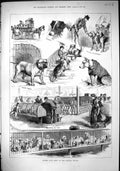 Old 1883 Kennel Club Dog Show Crystal Palace Sancho Panza Duke Portla Victorian
