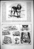 Old 1883 Rollo Champion Bloodhound Sportsman Exhibition Agricultural Victorian