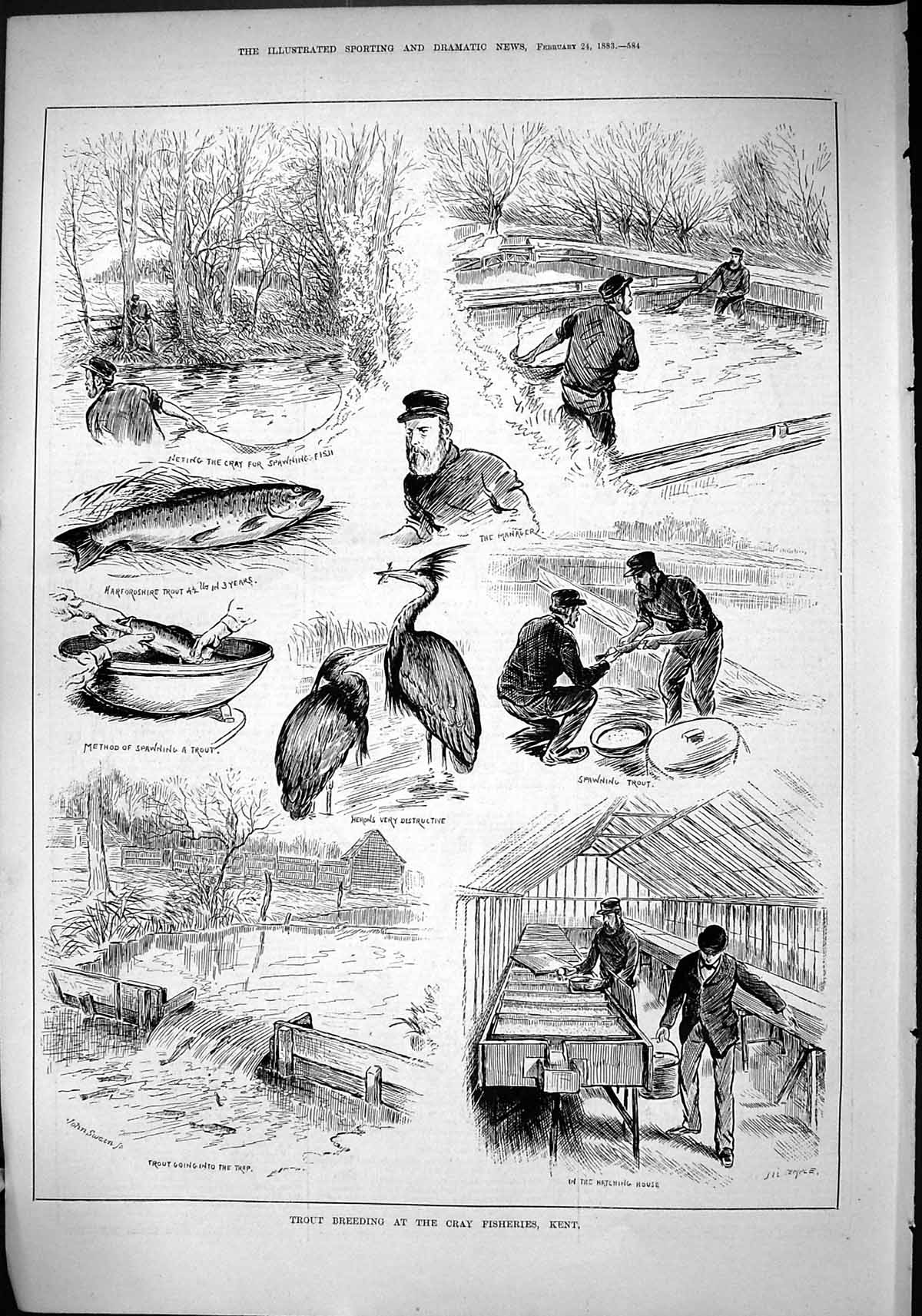 Old 1883 Trout Fish Breeding Cray Fisheries Kent England Herons Hatch Victorian