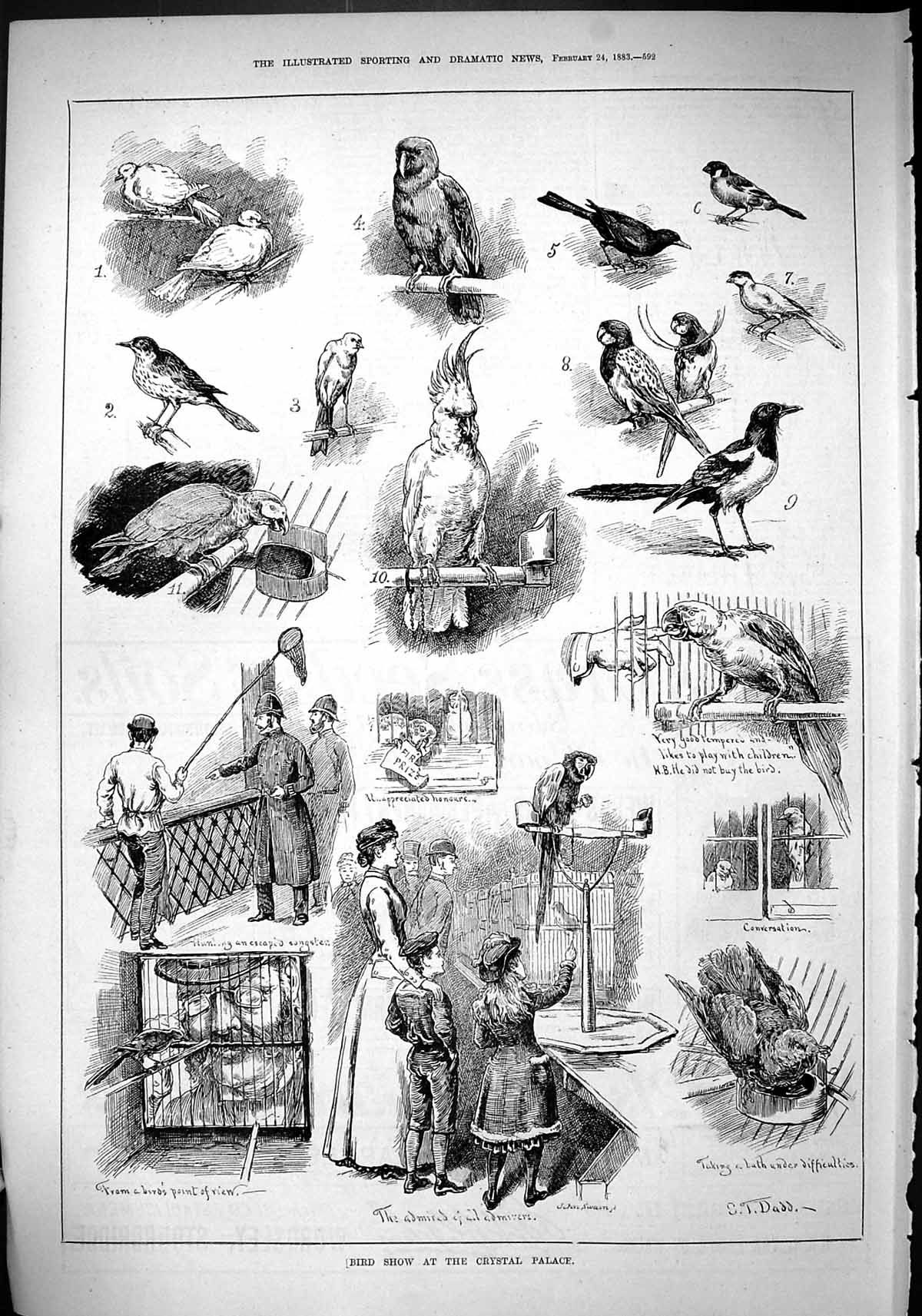 Original Old Antique Print 1883 Bird Show Crystal Palace Parrot Cockatoo 19th
