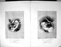 Antique Print 1882 Portrait Dogs Corporation Lord Mayor Coachman Alderman 19th