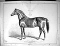Original Old Antique Print 1882 Blair Athol Horse Racing Sport 19th