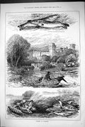 Old 1883 Fishing Warwick Pike Fish Castle Perch Roach Warwickshire Ri Victorian