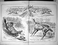 Old 1883 Grand National Horse Racing Liverpool Jolly Sir John Steeple 0 19th