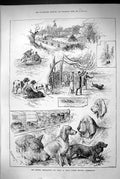 Old Print 1883 Kennel Association Dog Show Aston Lower Grounds Birmingham 19th