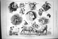 Old 1883 Goat Show Crystal Palace Captain Billie Hailstone Spot Kitty Victorian
