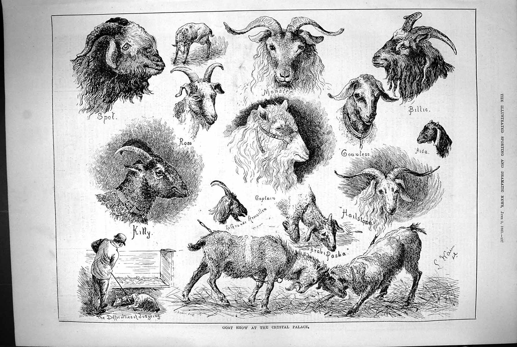 Old 1883 Goat Show Crystal Palace Captain Billie Hailstone Spot Kitty Victorian