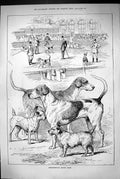Original Old Antique Print 1883 Peterborough Kennel Club Dog Show Pets Animals