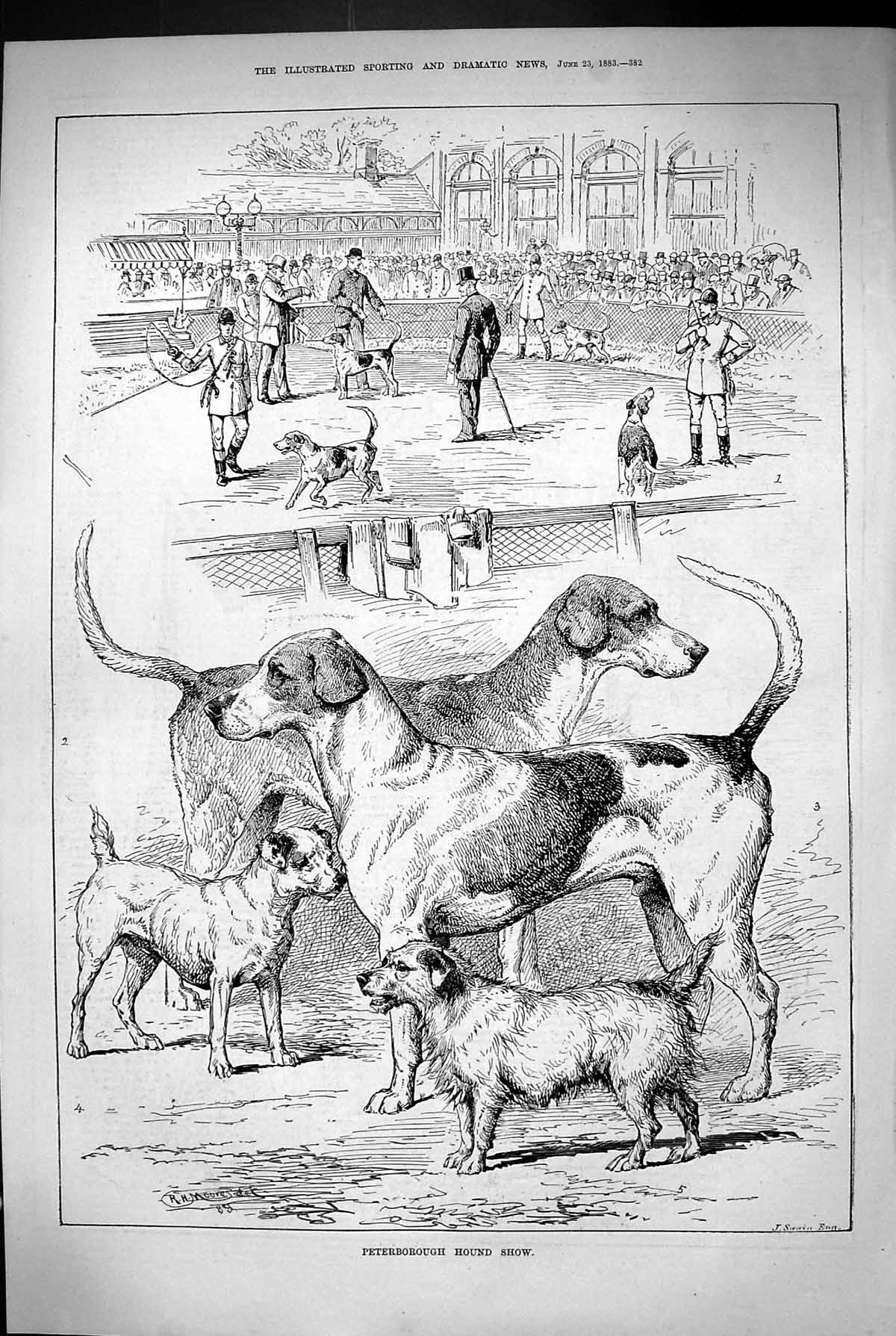 Original Old Antique Print 1883 Peterborough Kennel Club Dog Show Pets Animals