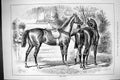 Original Old Antique Print 1883 Horses Park Hacks Hunting Huntsman Victorian