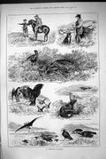 Old 1883 Highland Scotland Hunting Sparrow Hawk Grouse Laird Sea Gull Victorian