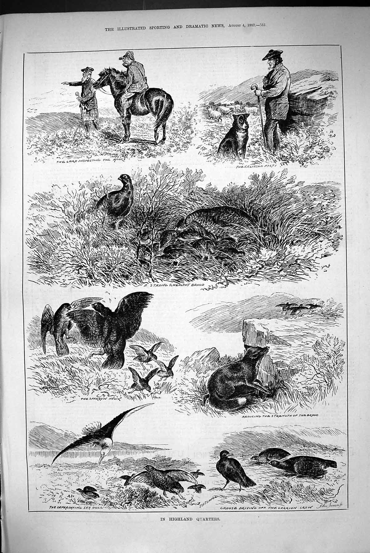 Old 1883 Highland Scotland Hunting Sparrow Hawk Grouse Laird Sea Gull Victorian