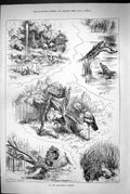 Old 1883 Zoological Gardens Alligators Flamingoes Storks Leopards Ani Victorian