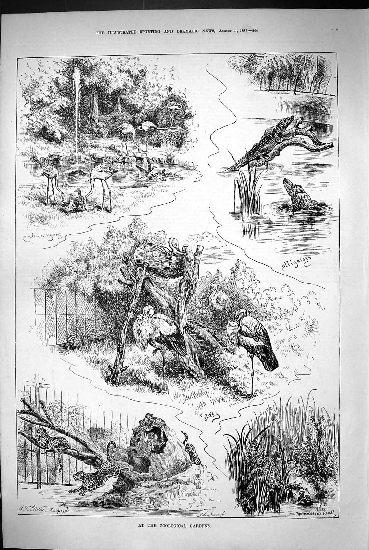 Old 1883 Zoological Gardens Alligators Flamingoes Storks Leopards Ani Victorian