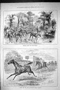 Old 1883 Bringing Home Brood Mares Horses Cleveland Stakes Stockton S Victorian