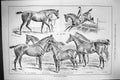 Old 1883 Littleton Hunters Horses Sportsman May Boy Swell Nobleman Ch Victorian