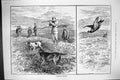 Antique Old Print 1883 Blackcock Shooting Birds Hunting Mountains Hounds Dogs