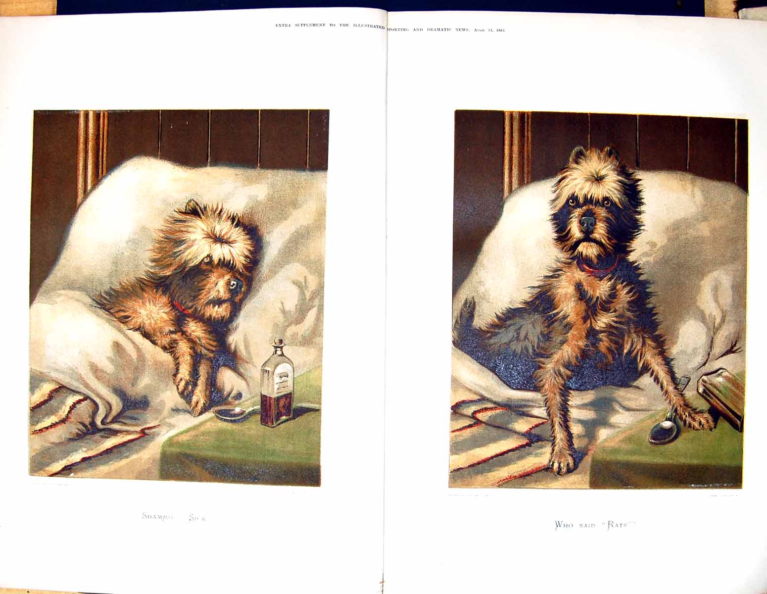 Original Old Antique Print 1883 Colour Sick Dog Bed Medicine JuddVictorian