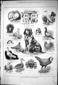 Old 1883 Peniston Agricultural Show Sheffield Dogs Hen Bantam Drake D Victorian