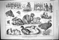 Old 1883 Agricultural Show Kettering Ducks Dunn Rabbits Cockerel Hare Victorian