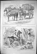 Old Sporting Dramatic News 1883 Flowers Kent Horses Coach Hunting Hou Victorian