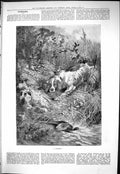 Old Sporting Dramatic News 1883 Runner Hound Dog Hunting Pheasant Hun Victorian