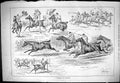 Old Sporting Dramatic News 1883 Gymkhana Woolwich Horses Sport Cheroo Victorian