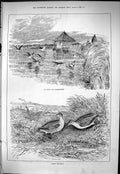 Old Sporting Dramatic News 1883 Snipe Shooting Birds Wroxham Broad Sp Victorian