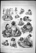 Old 1883 St. Bernard Club Dog Show Knightsbridge Romeo Gazelle Oswald Victorian