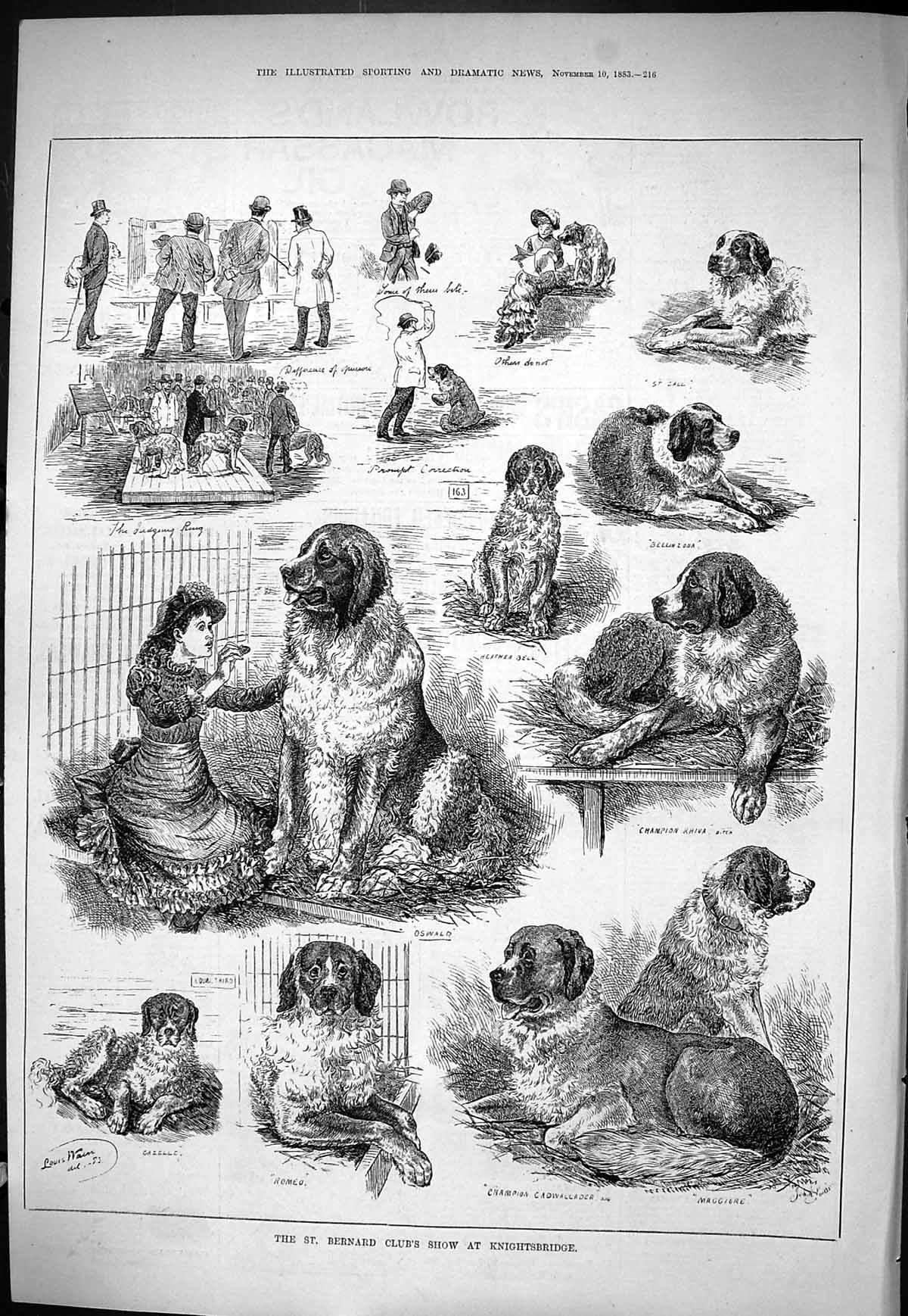Old 1883 St. Bernard Club Dog Show Knightsbridge Romeo Gazelle Oswald Victorian