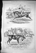 Old *6132 Sporting Dramatic News 1883 Horses Hunting Sport Huntsmen S