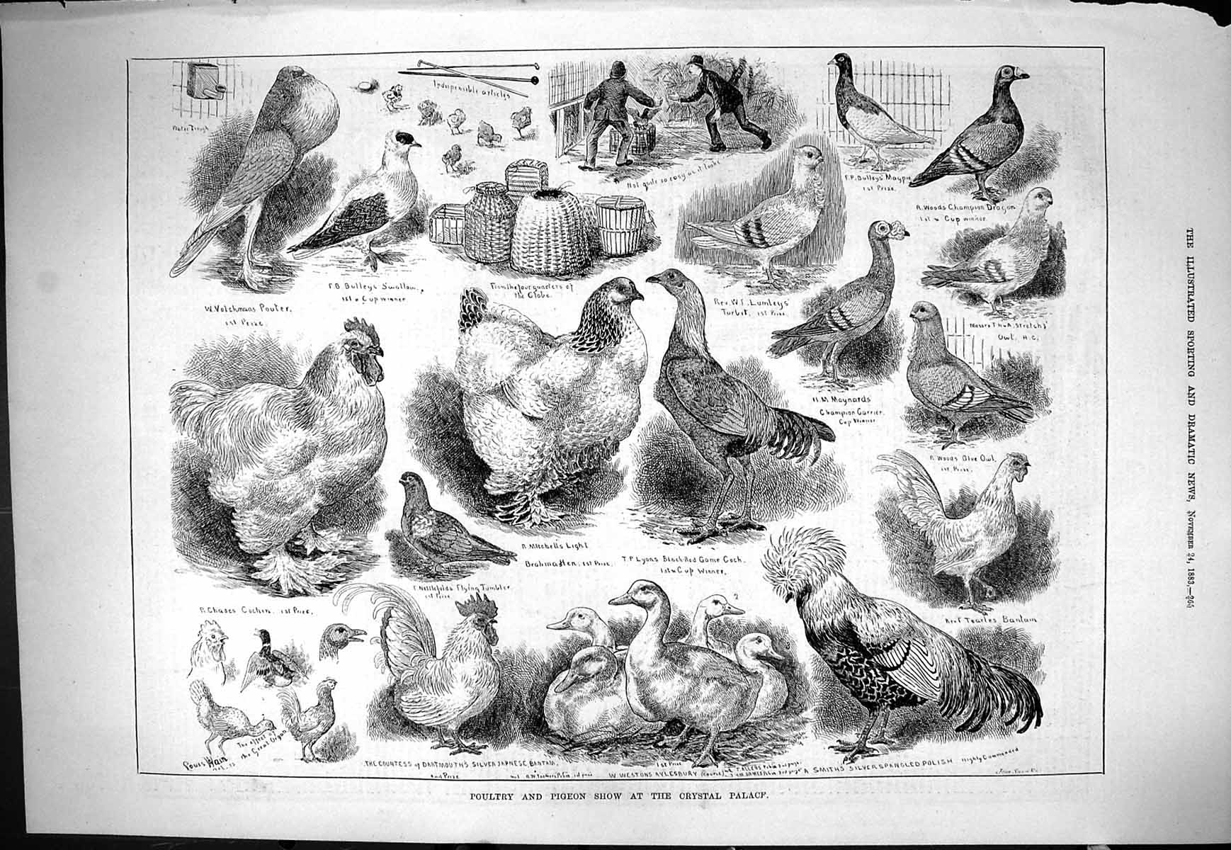 Old 1883 Poultry Pigeon Show Crystal Palace Cochin Bantam Aylesbury B Victorian