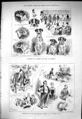 Old 1883 Southdown Fox Terrier Dog Sho Brighton Theatre Artillery Com Victorian