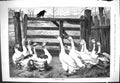 Old Sporting Dramatic News 1883 Christmas Sermon Black Bird Geese Bir Victorian