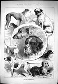 Antique Print Sporting Dramatic News 1883 Dog Show Birmingham Animals Moore