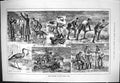 Old Sporting Dramatic News 1883 Night Shooting Dublin Ireland Curlew Victorian