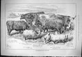 Old Sporting Dramatic News 1883 Smithfield Club Cattle Show Devon Ste Victorian