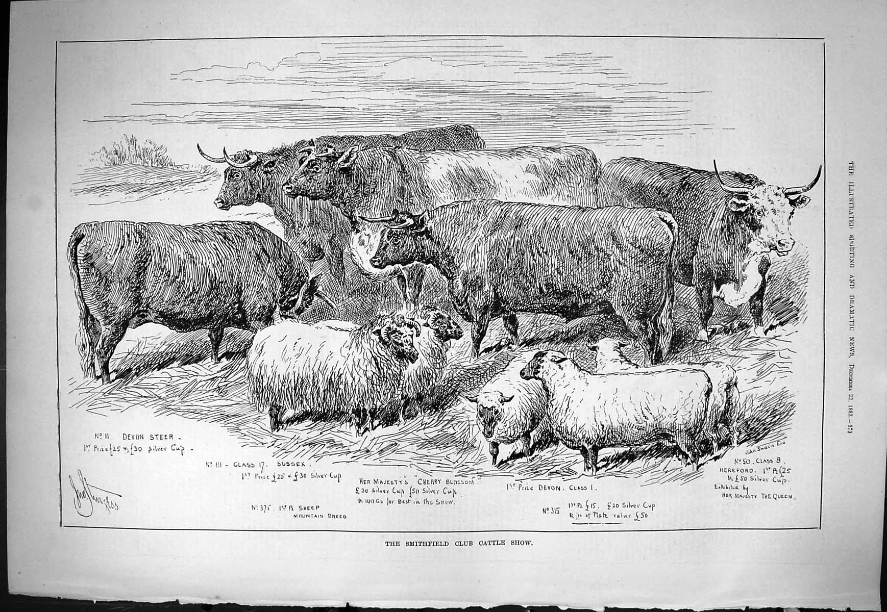 Old Sporting Dramatic News 1883 Smithfield Club Cattle Show Devon Ste Victorian