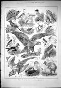 Old Birds Natural History Kensington Eagle Macaw Jay Plover Barn Owl