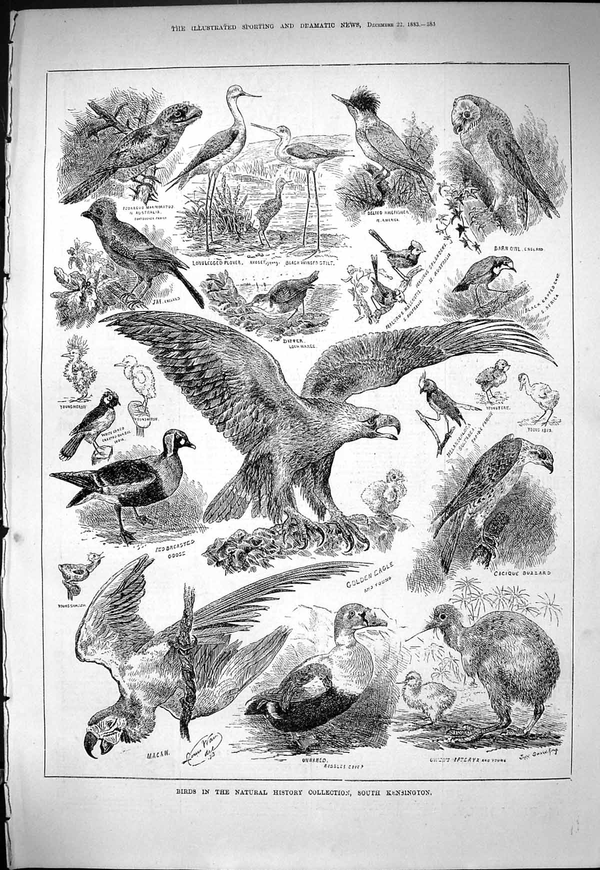 Old Birds Natural History Kensington Eagle Macaw Jay Plover Barn Owl