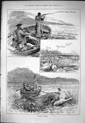Old Sporting Dramatic News 1883 Whooper Shooting Hunting Birds River Victorian