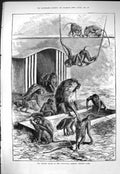 Old Sporting Dramatic News 1884 Monkey House Zoological Garden'S Rege Victorian